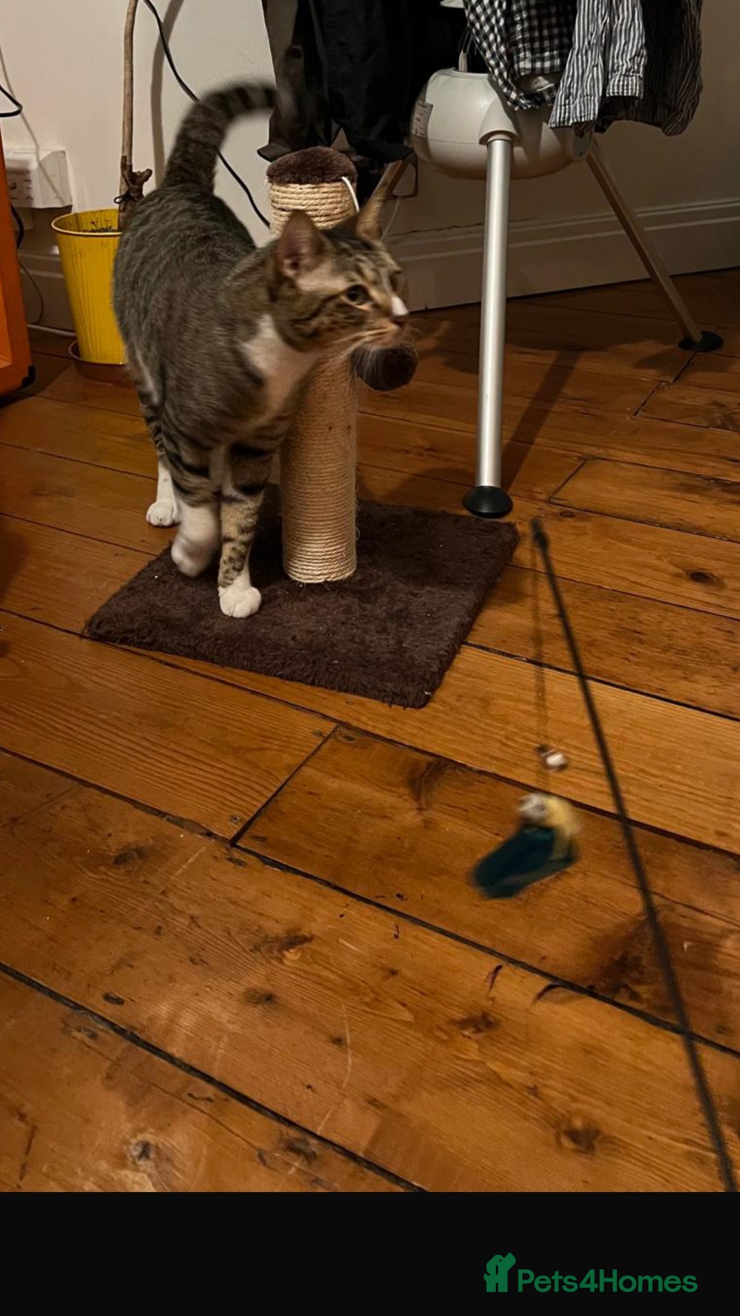 Mixed Breed cats for adoption: NOODLE-AMAZINGLY UNUSUAL FUR PATTERN -CONFIDENT! - Advert 12