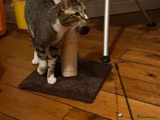 Mixed Breed cats NOODLE-AMAZINGLY UNUSUAL FUR PATTERN -CONFIDENT! - Advert 1