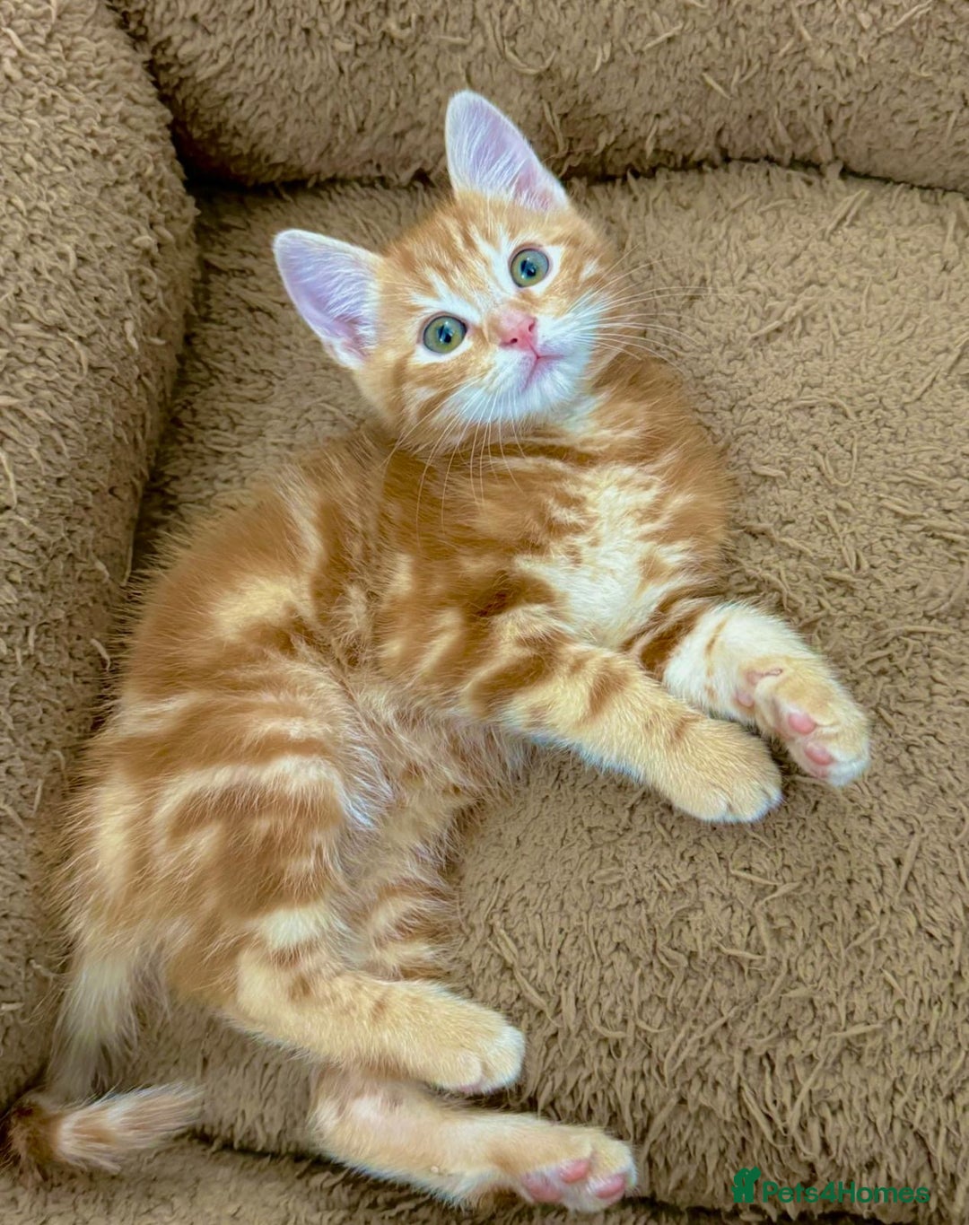 Mixed Breed cats for sale: LOVELY KITTENS  - Advert 6