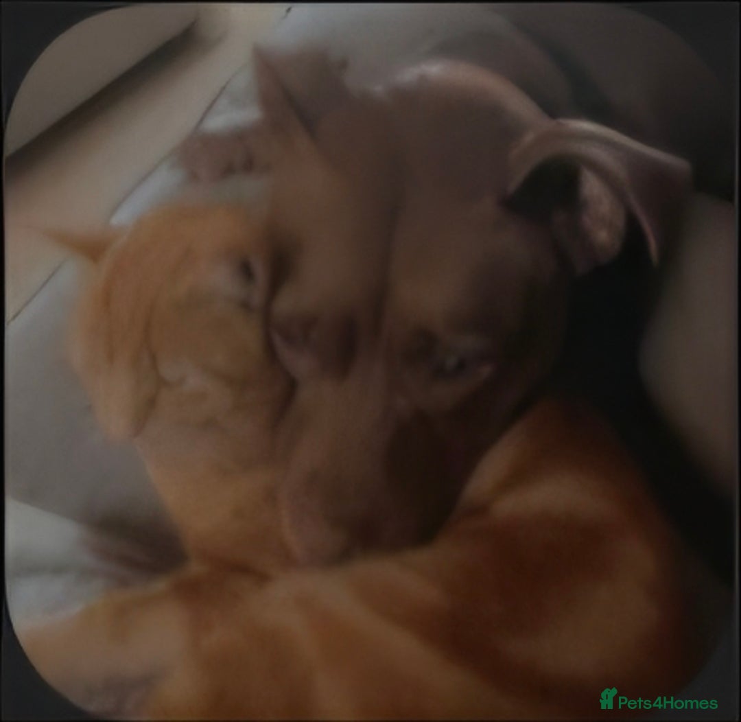 Mixed Breed dogs for sale: Female staffy - Image 3