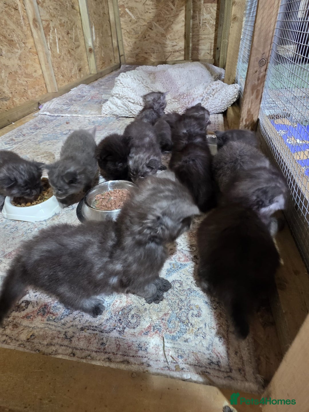 Maine Coon cats for sale: Pure Breed Maine Coone Kittens - Advert 7