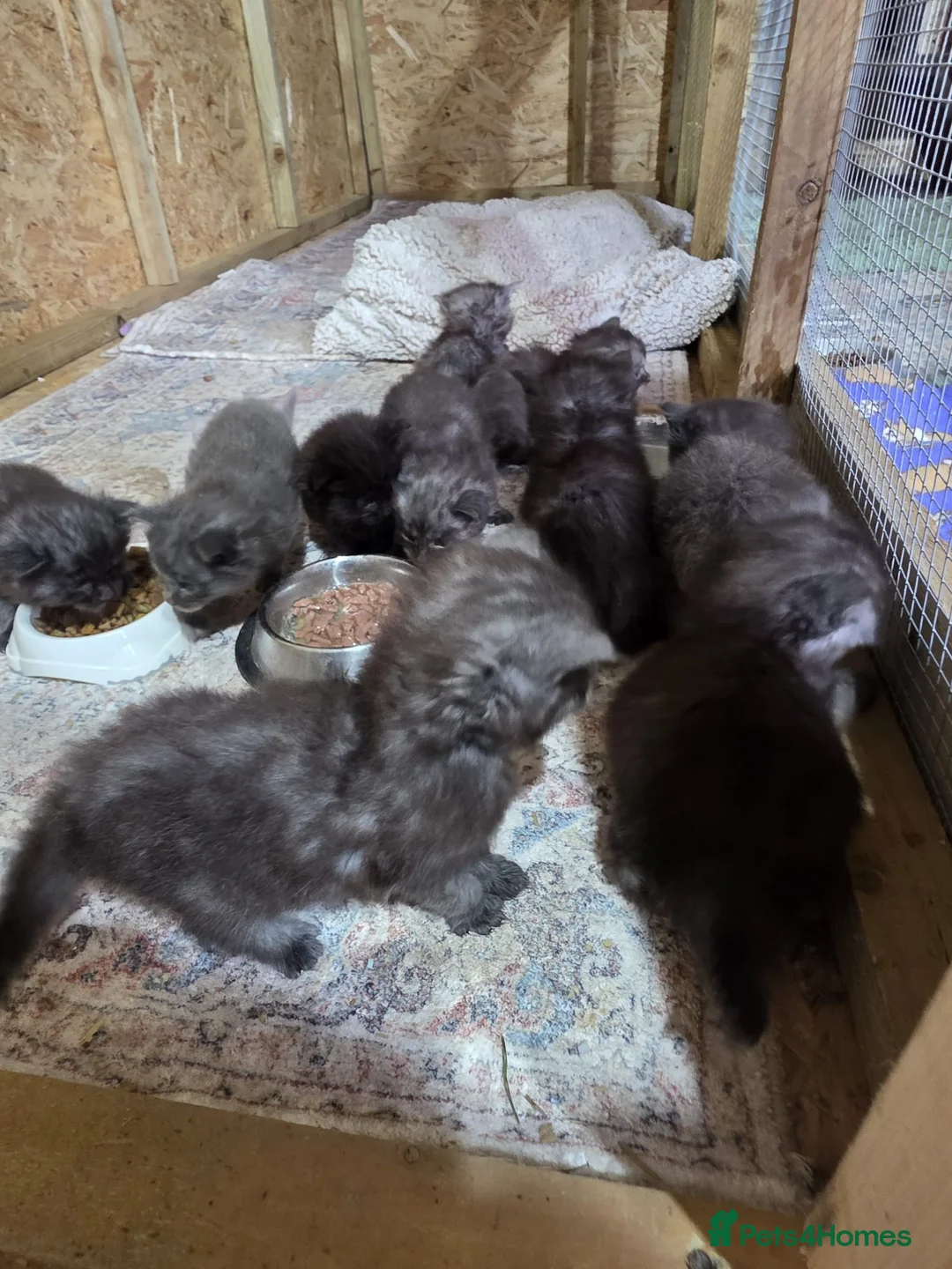 Maine Coon cats for sale: Pure Breed Maine Coone Kittens - Advert 8