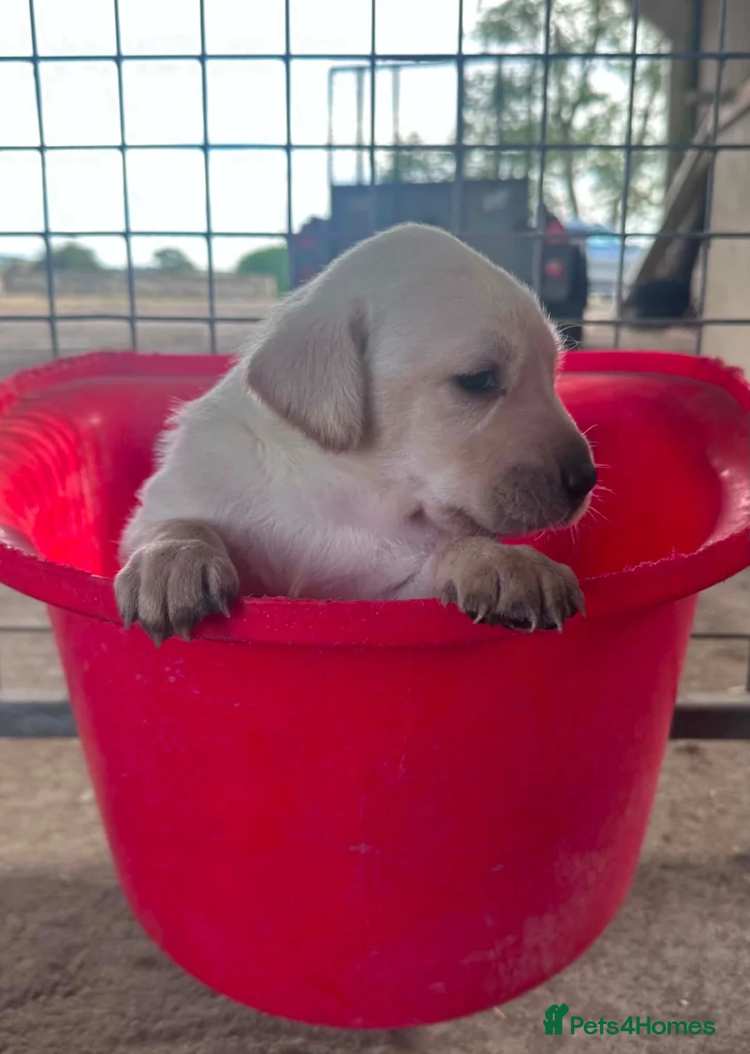 Labrador Retriever dogs for sale: Labrador puppies for sale  in Morpeth - Advert 15