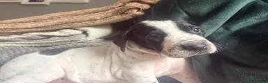 Pointer 4
