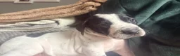 Pointer dogs for sale: Gorgeous English Pointer Puppies - Advert 19
