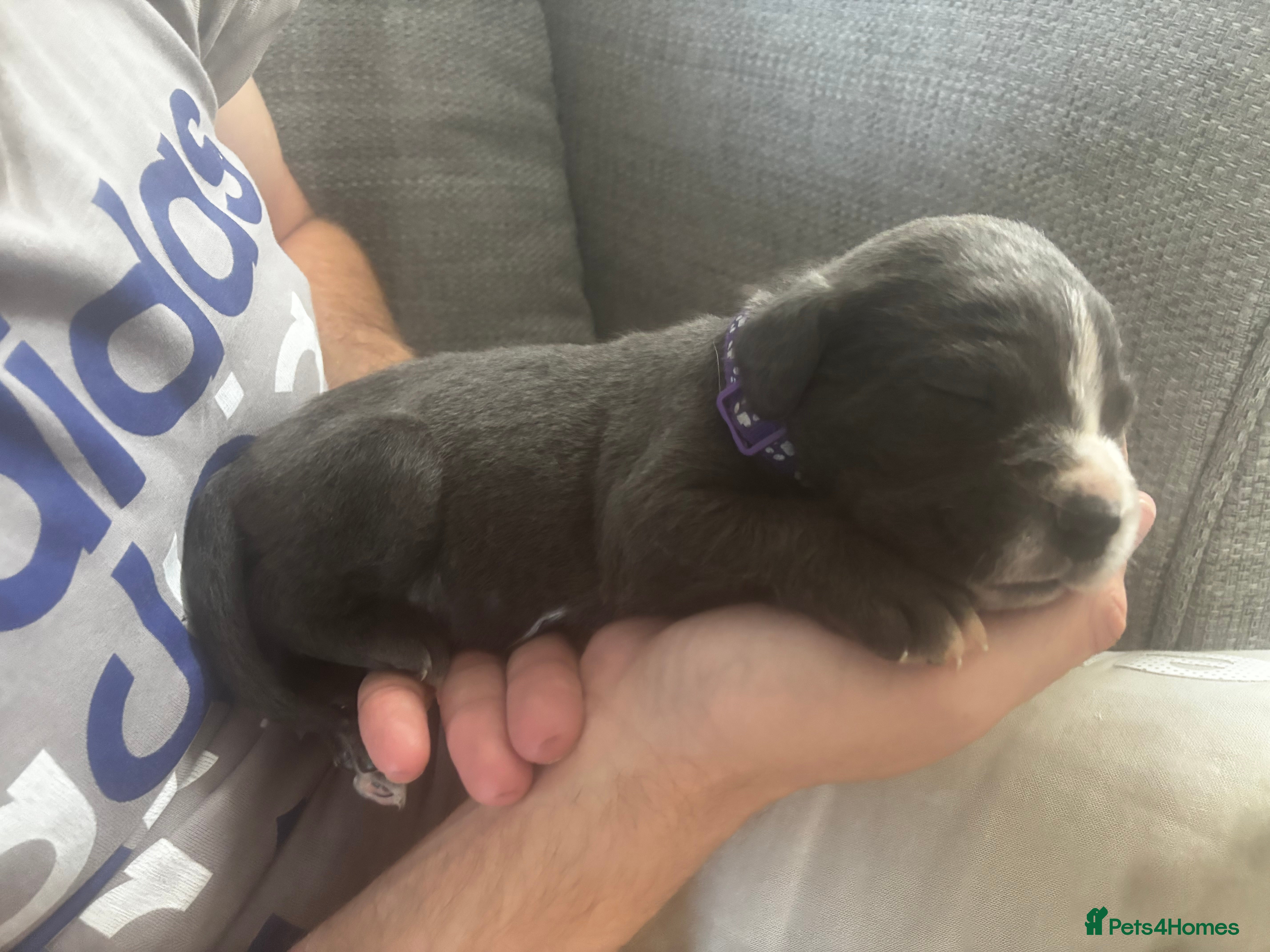 Cane Corso dogs 7 Pure Cane Corso puppies Availabe  - Advert 2