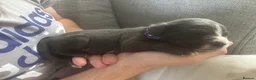 Cane Corso dogs for sale: 4 Pure Cane Corso Puppies Available Now  - Advert 16