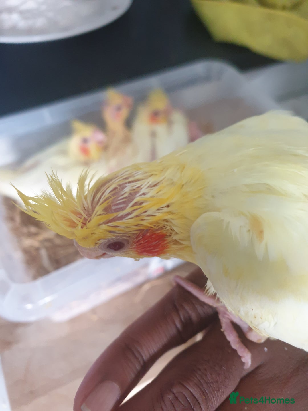 Cockatiels birds for sale: 2 x lutino cockatiels babies 7 weeks old - Image 9
