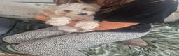 Maltese dogs for sale: Maltese puppy  - Advert 3