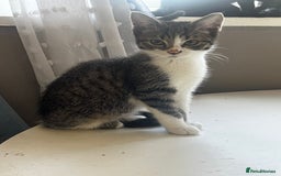 Mixed Breed cats for sale: 3 kittens available now  - Image 1