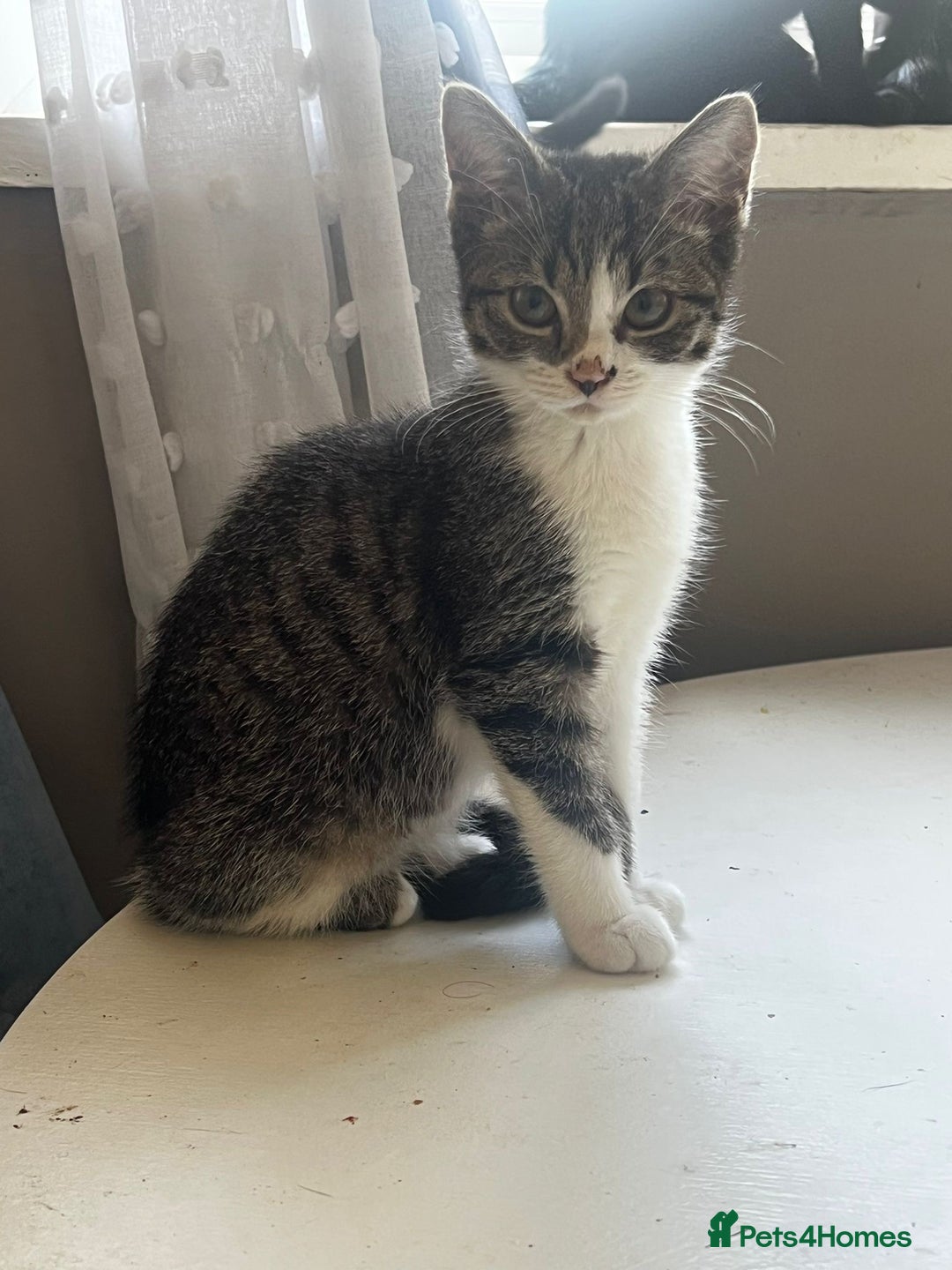 Mixed Breed cats for sale: 3 kittens available now  - Image 1