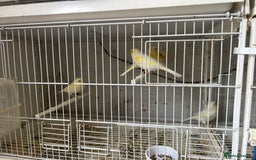Canaries birds for sale: Yellow Diamorphic Canaries  - Image 5