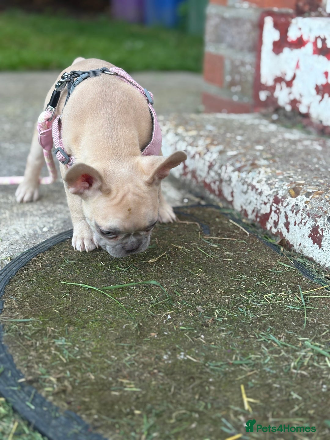 French Bulldog dogs for sale: Price reduced!Kc French bulldog last puppy - Image 20