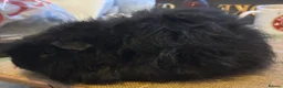 Guinea Pig rodents for sale: Guinea pigs boys and girls available  - Advert 5