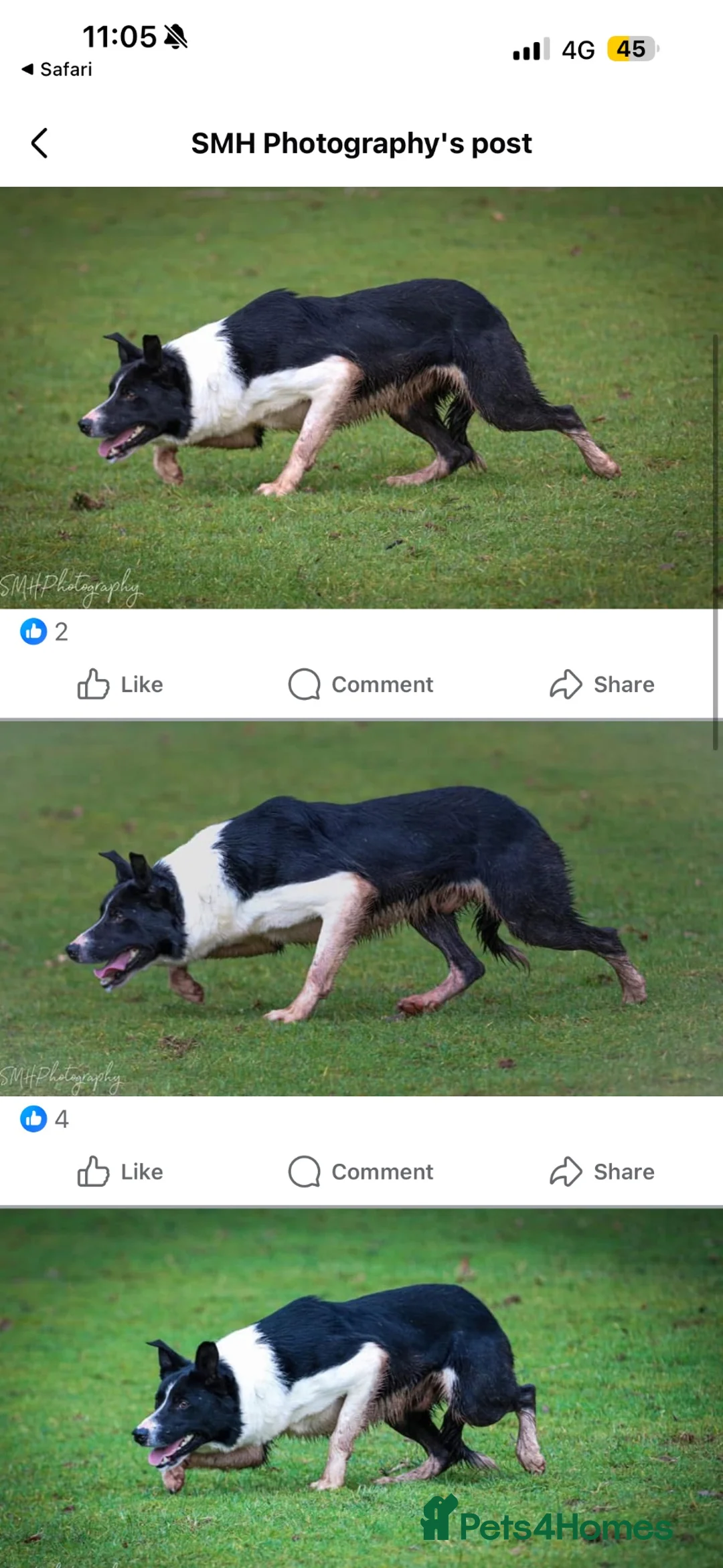 Border Collie dogs for sale: ISDS registered Border Collie Pups For Sale  in Abergavenny - Advert 2