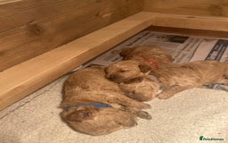 Cavapoo dogs for sale: Cavapoo Puppies for Sale - Image 13