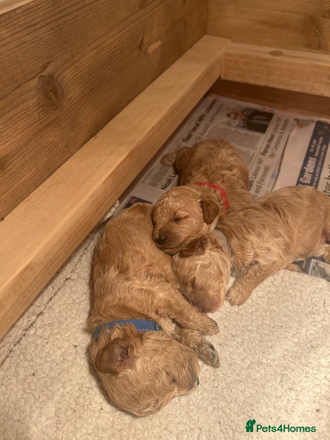 Cavapoo dogs for sale: Cavapoo Puppies for Sale - Image 13