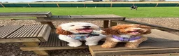 Sproodle dogs for sale: Beautiful Sproodle boy  - Advert 8