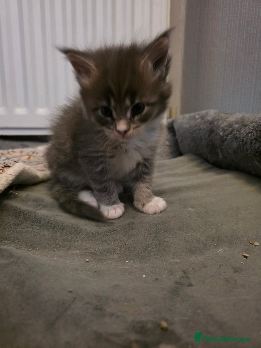 Maine Coon cats for sale: Beautiful Maine Coon Kittens 4 boys/2girl  - Advert 14
