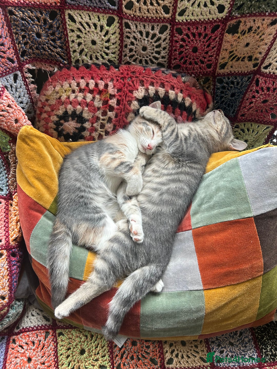 Domestic Shorthair cats for sale: Beautifully bonded brother & sister to go together - Image 5