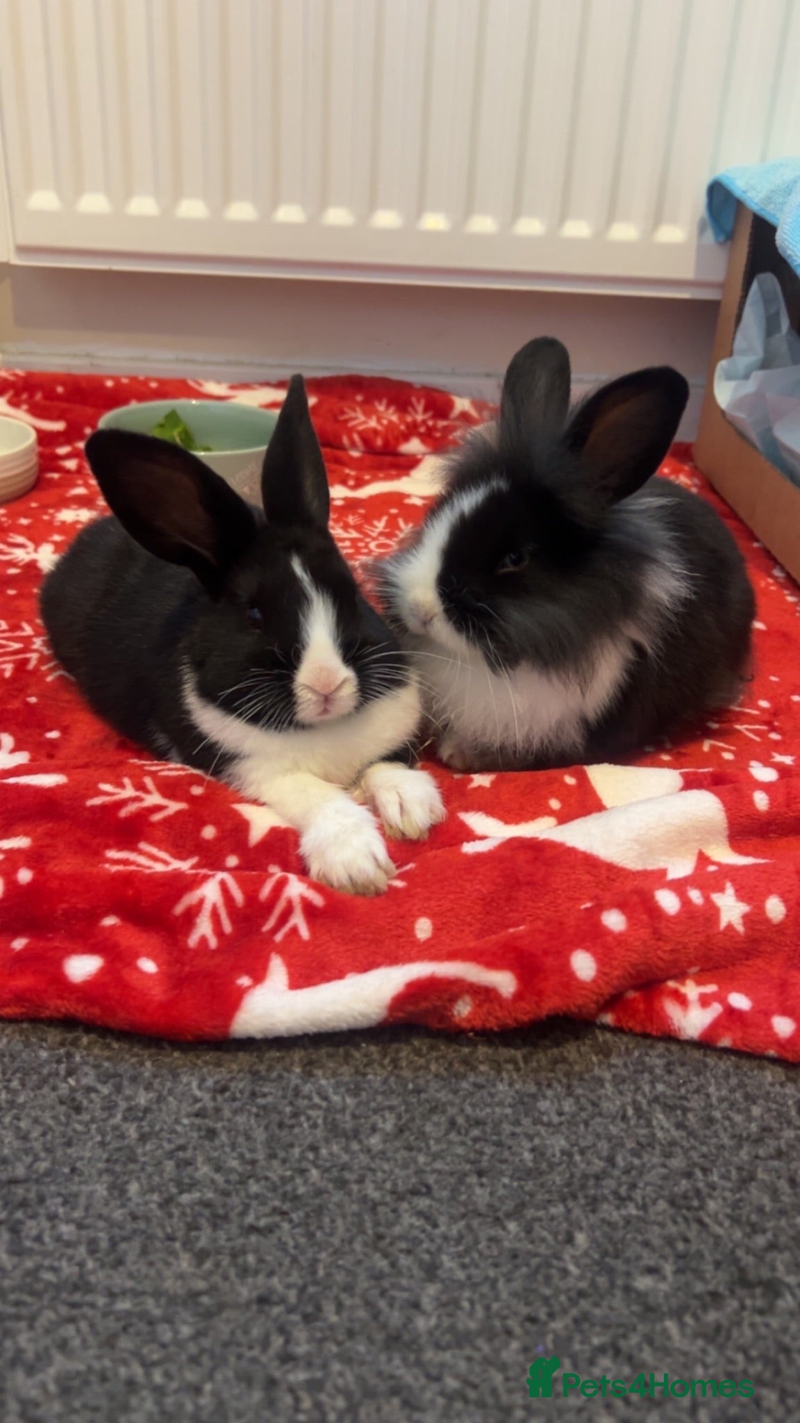 Mixed Breed rabbits Two lovely Free roam Girl rabbits very friendly  - Advert 1