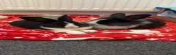 Mixed Breed rabbits for sale: Two lovely Free roam Girl rabbits very friendly  - Advert 1
