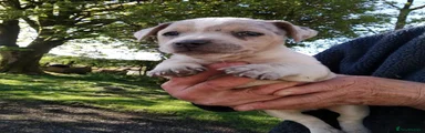 Jack Russell Puppy 4