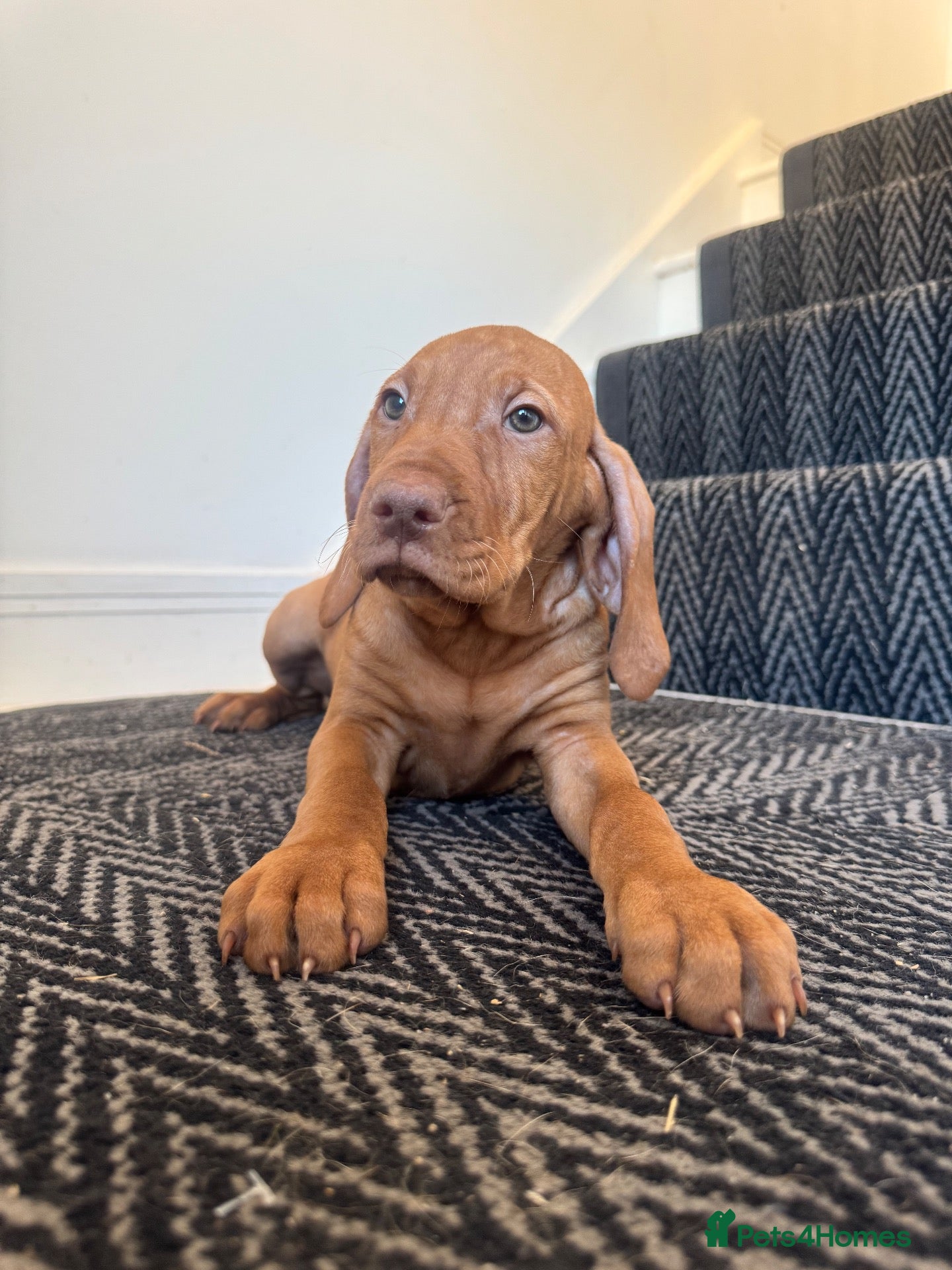 Hungarian Vizsla dogs KC Vizsla Puppies for Licensed breeder - Advert 1