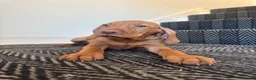 Hungarian Vizsla dogs for sale: KC Vizsla Puppies for Licensed breeder - Advert 12