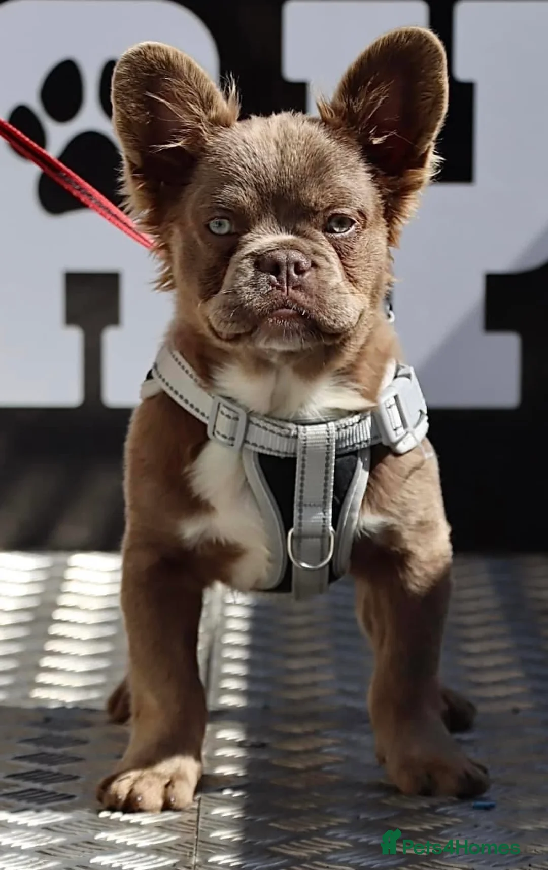 French Bulldog dogs for stud: Stud  in Halifax - Advert 2