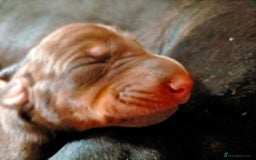 Dobermann dogs for sale: Dobermann puppies - Image 28