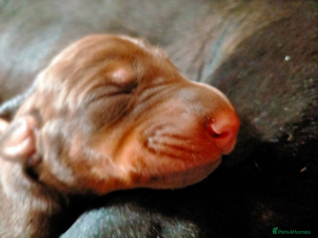 Dobermann dogs for sale: Dobermann puppies - Image 28