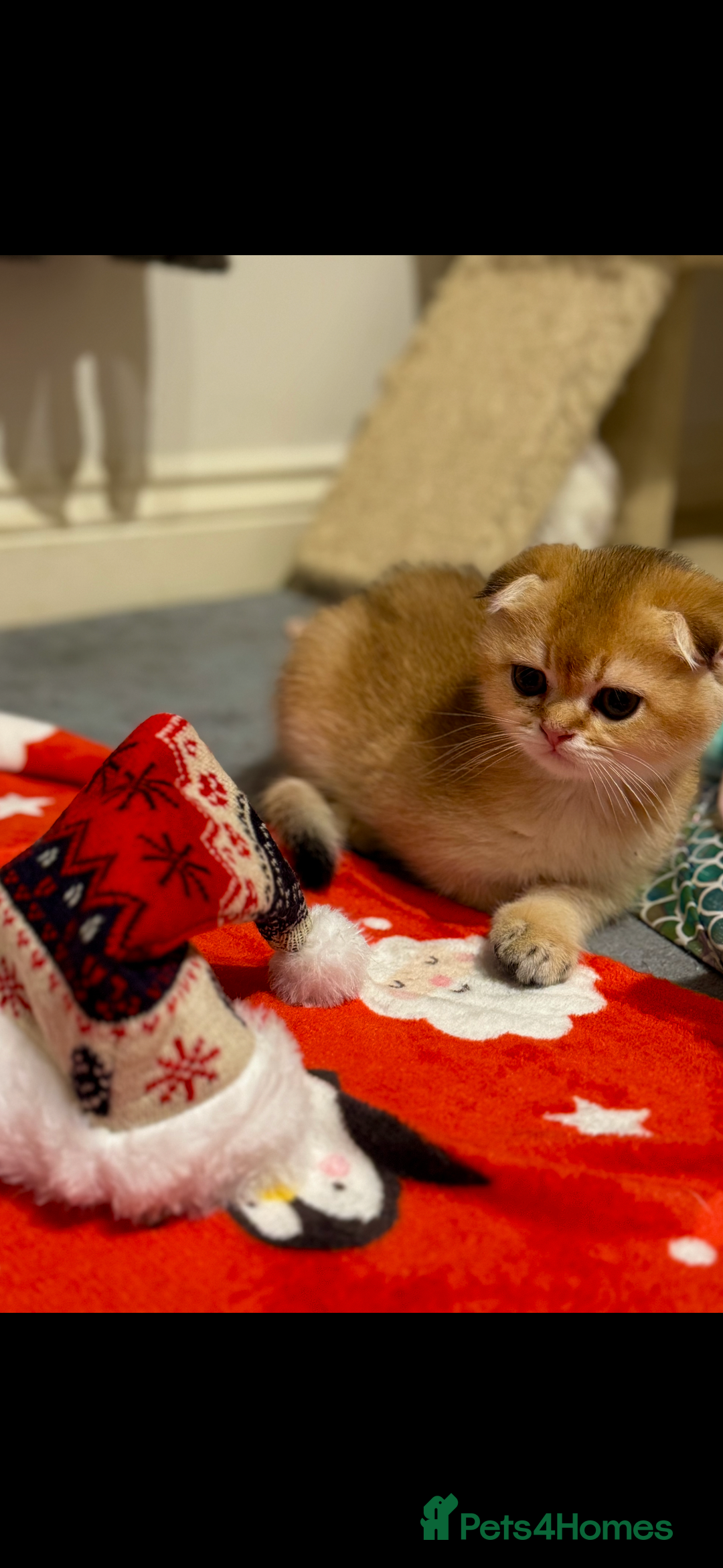 Scottish Fold cats for sale: Scottish purebred Fold and Straight kittens - Advert 13