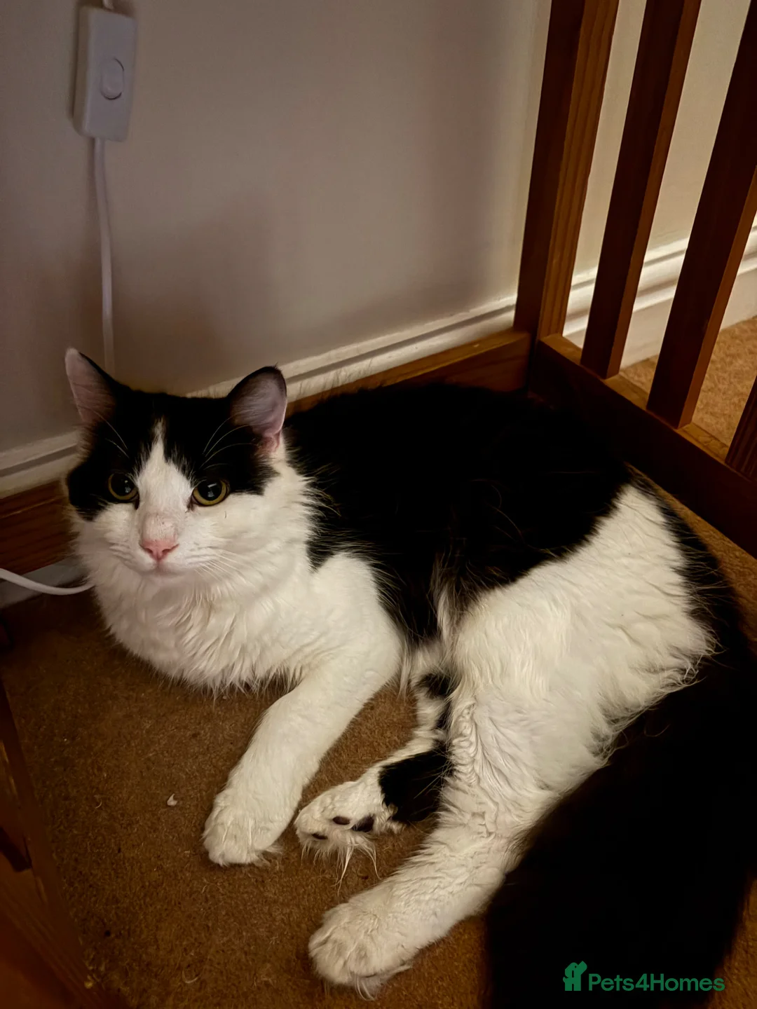 Mixed Breed cats for sale: Male cat for rehoming  in Ipswich - Advert 2