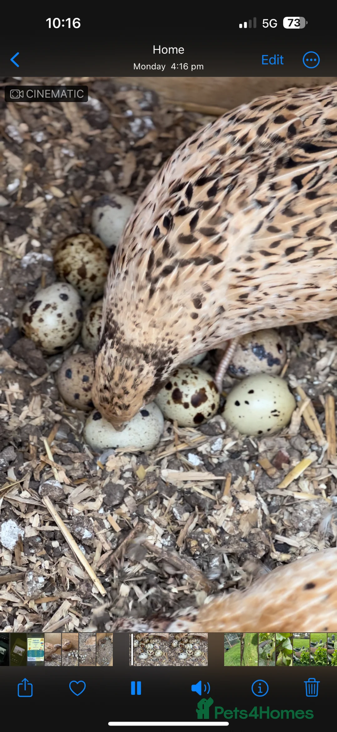 Mixed Breed poultry for sale: 💛 Ring Neck pheasant & quails & Chicken  - Advert 7