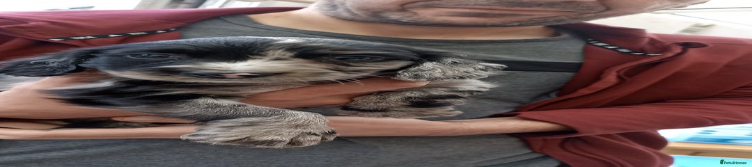 Cocker Spaniel Puppy 2