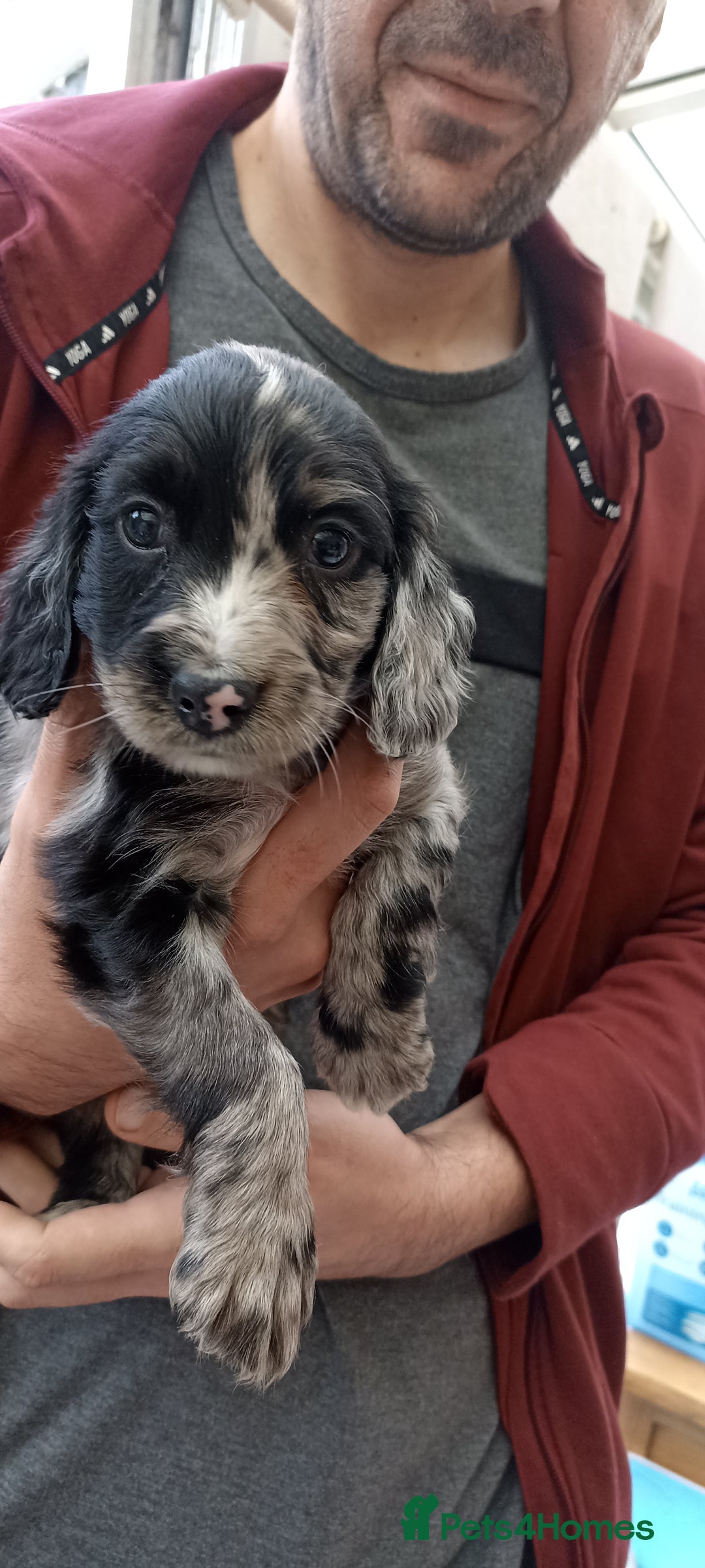 Cocker Spaniel dogs for sale: Stunning cocker spaniel litter  - Image 3