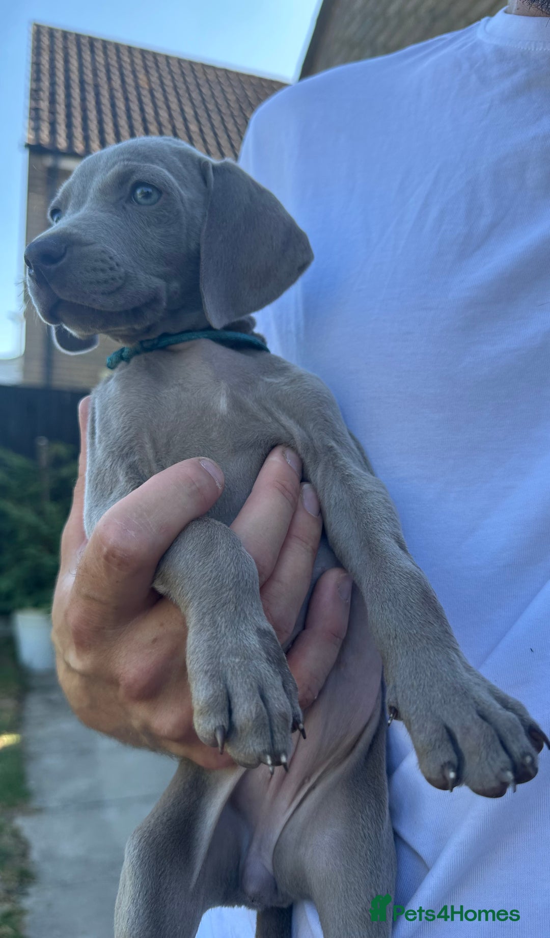 Weimaraner dogs for sale: (3 remaining!) 8 Stunning KC 🩷&💙 Weimaraner pups in Thetford - Image 17