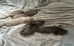 Staffordshire Bull Terrier dogs for sale: Blue and Black Staffordshire Bull Terriers - Image 3