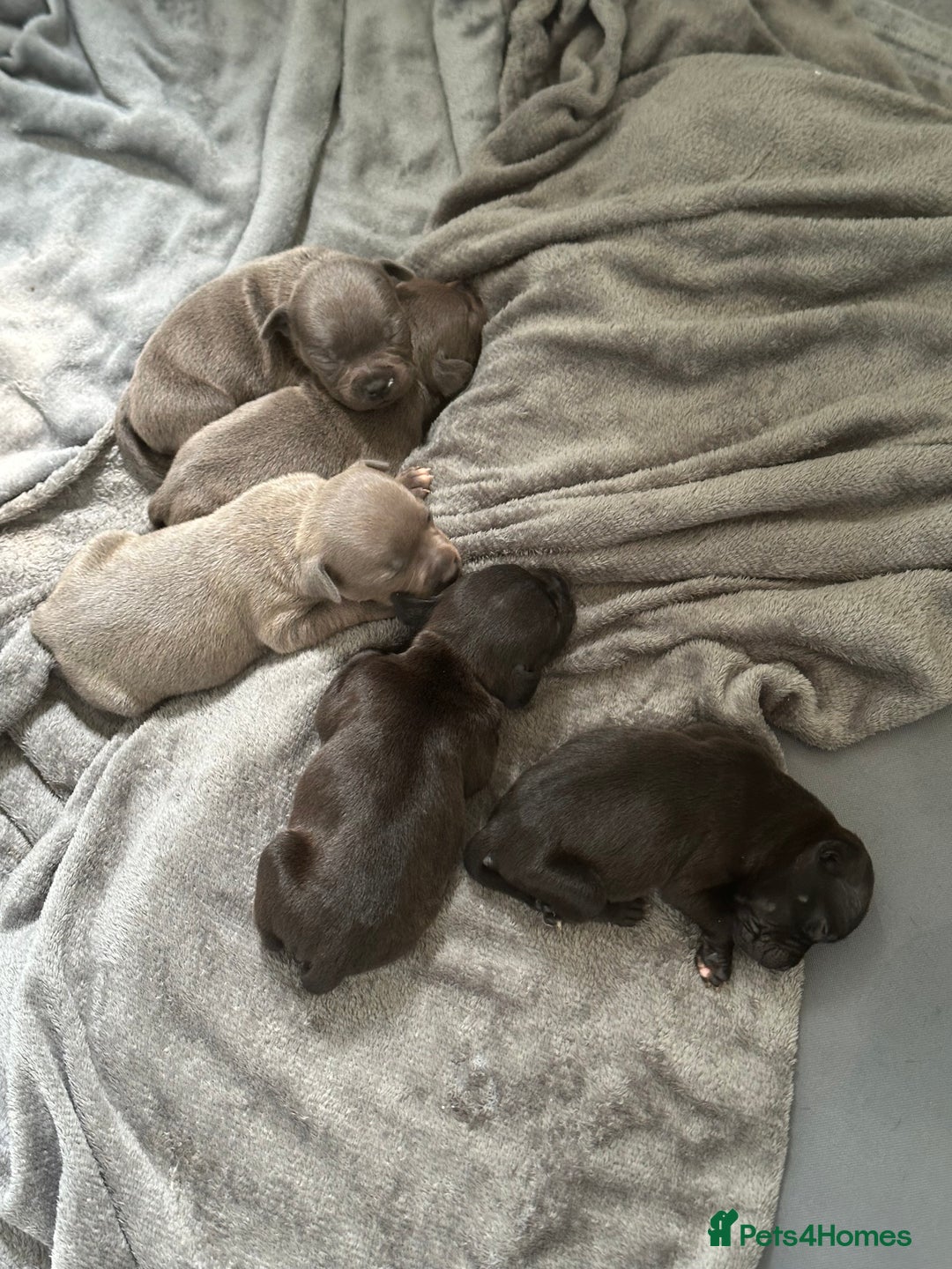 Staffordshire Bull Terrier dogs for sale: Blue and Black Staffordshire Bull Terriers - Image 3