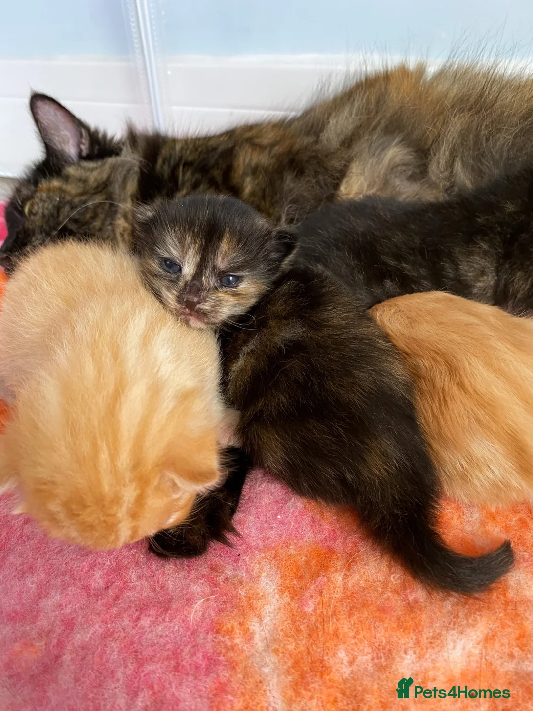 Mixed Breed cats for sale: 3 female mainecoon mix kittens  - Advert 1