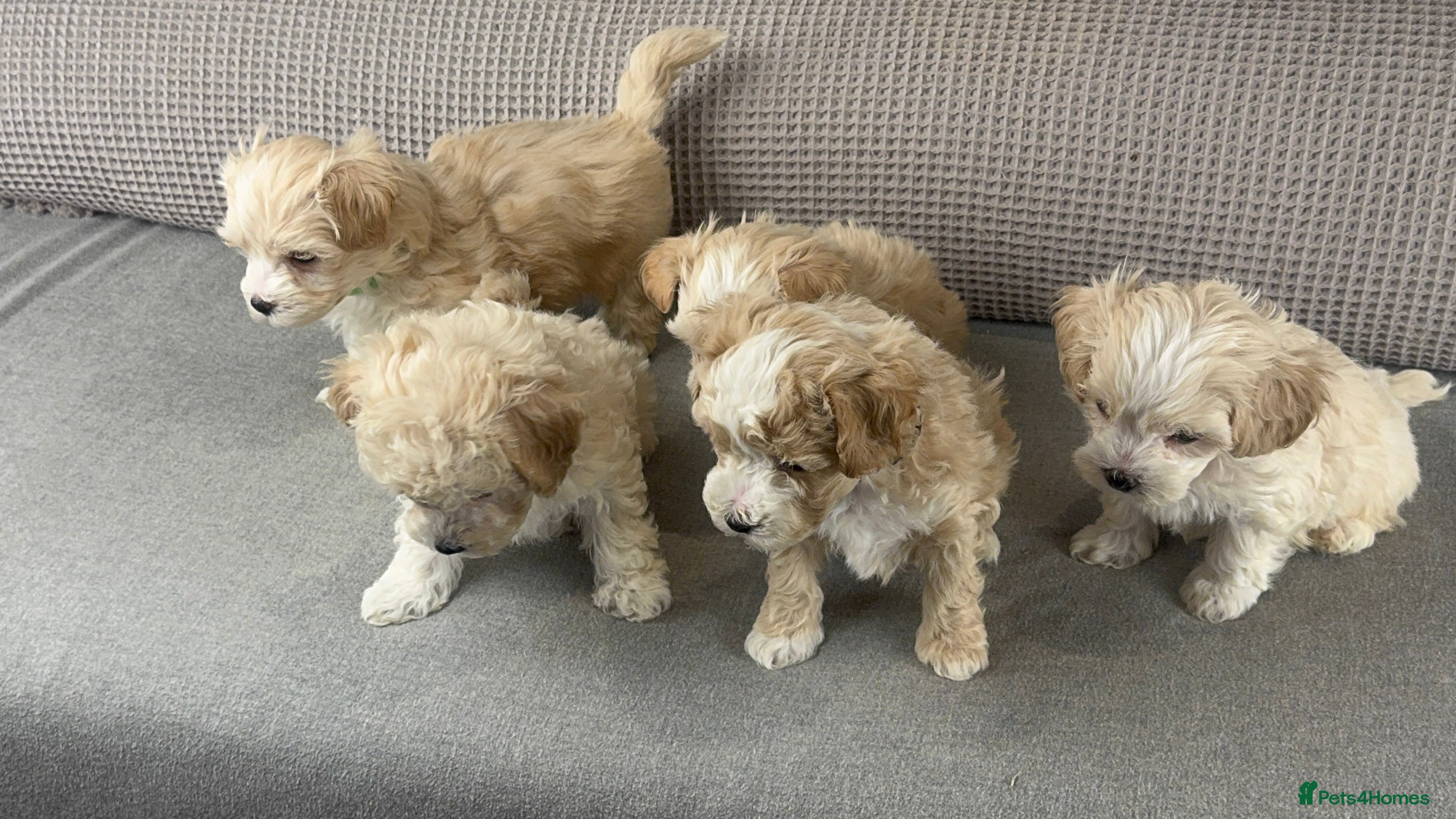 Maltipoo dogs F1b Maltipoo Mum. KC Maltese dad - Advert 15