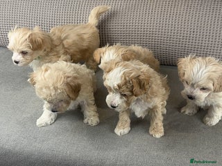Maltipoo dogs F1b Maltipoo Mum. KC Maltese dad - Advert 15