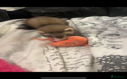 Ferret rodents for sale: 2 girl ferrets 9 week old - Image 2