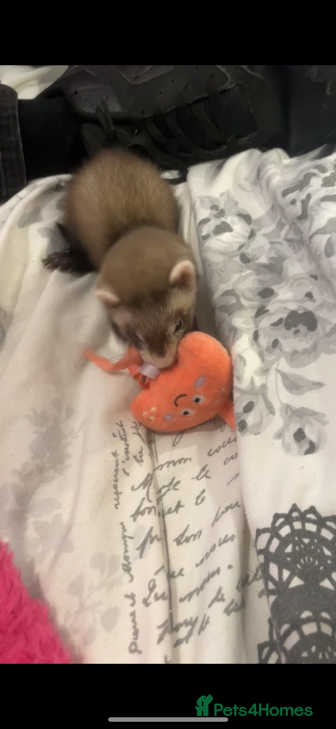 Ferret rodents for sale: 2 girl ferrets 9 week old - Image 2