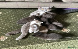 British Shorthair cats for sale: British blue short hair x ragdoll kittens - Image 14