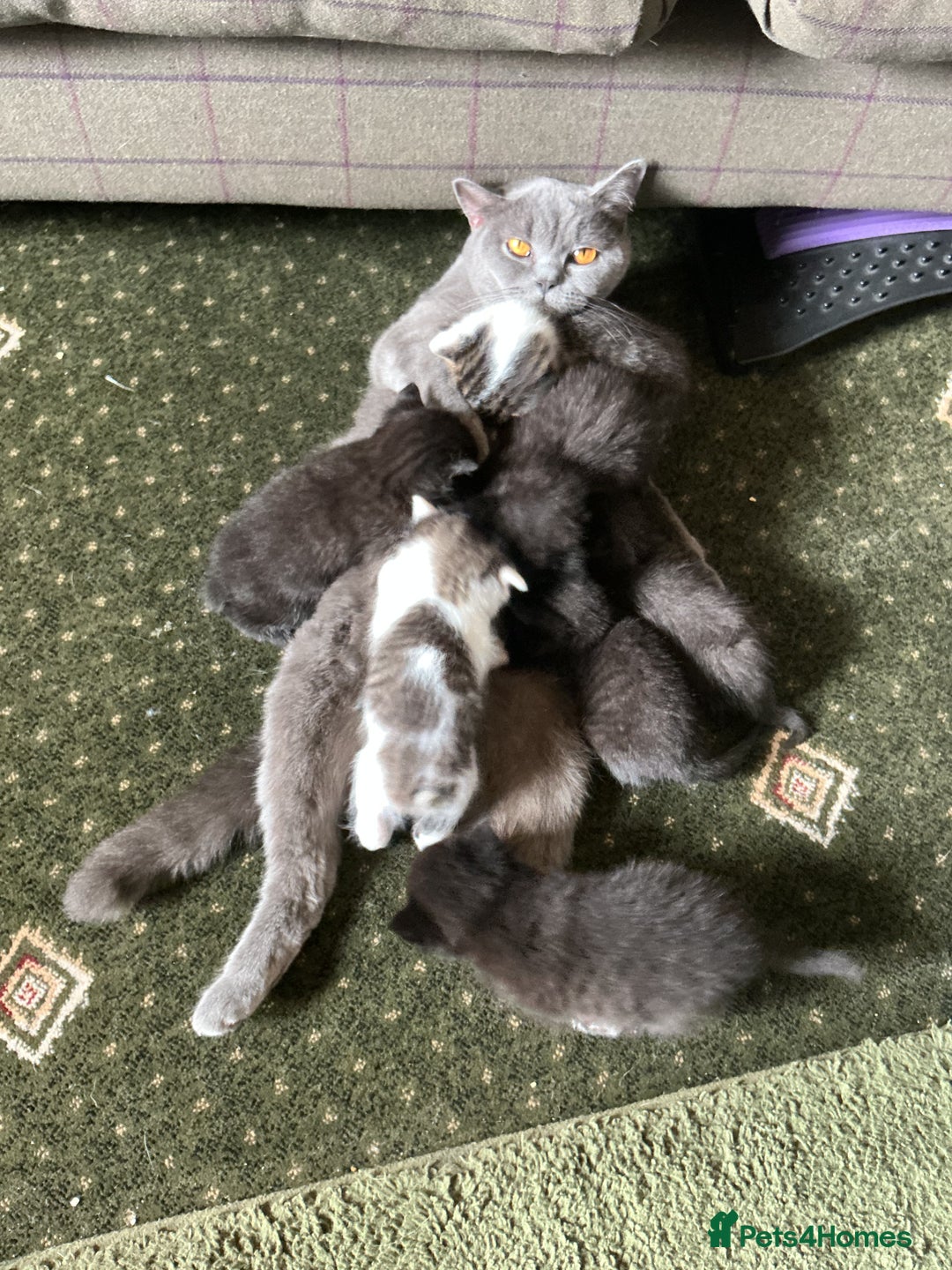 British Shorthair cats for sale: British blue short hair x ragdoll kittens - Image 14