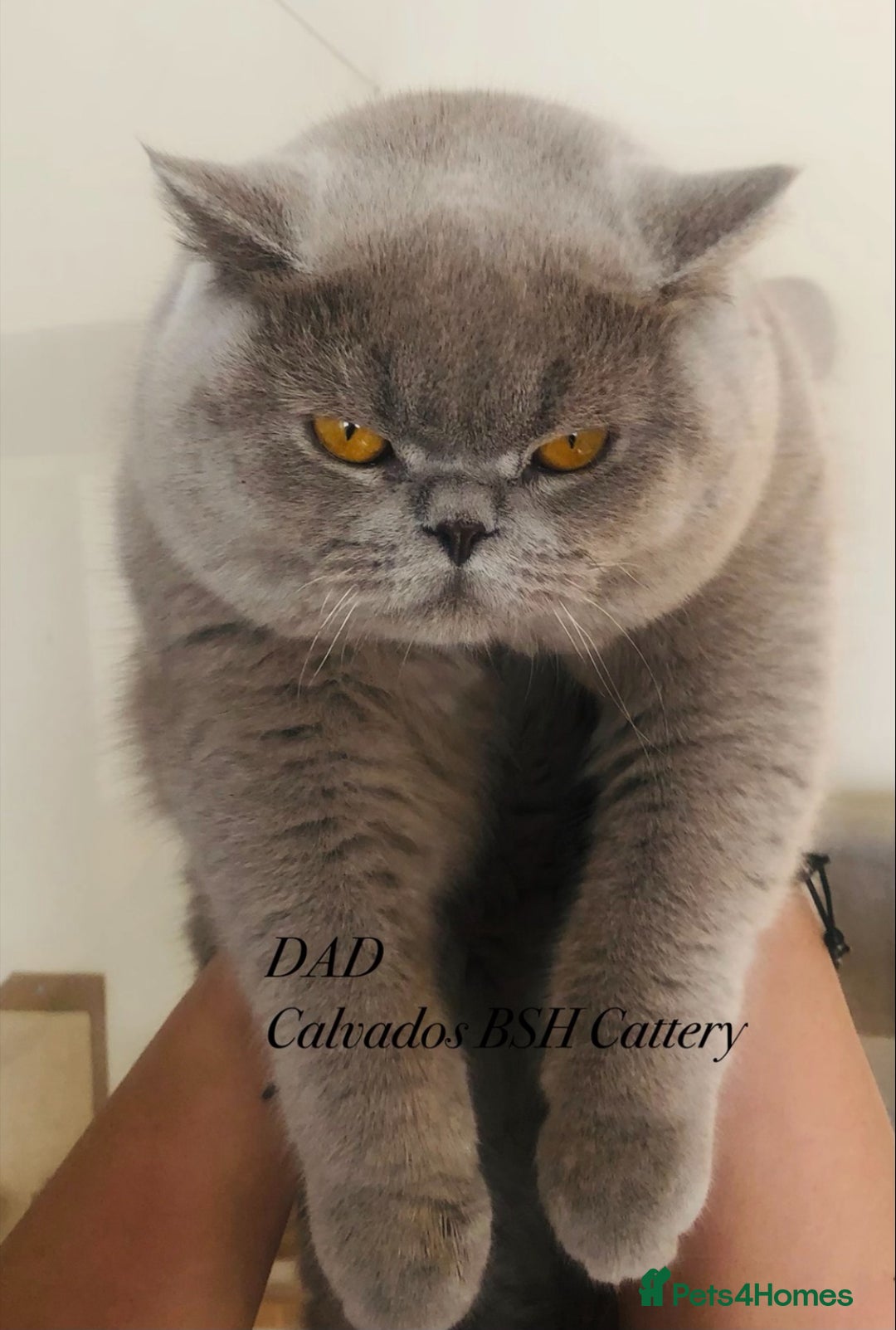 British Shorthair cats for sale: Beautiful Lilac BSH champion Line kittens - Image 35