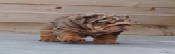 English Bulldog dogs for sale: Outstanding Litter of English Bulldogs - Advert 11