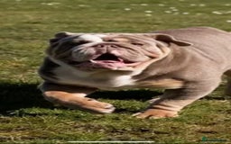 English Bulldog dogs for stud: kc british bulldog for stud in Lanark - Image 2